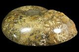 Honey-Orange Ammonite (Argonauticeras) - Befandriana, Madagascar #168517-5